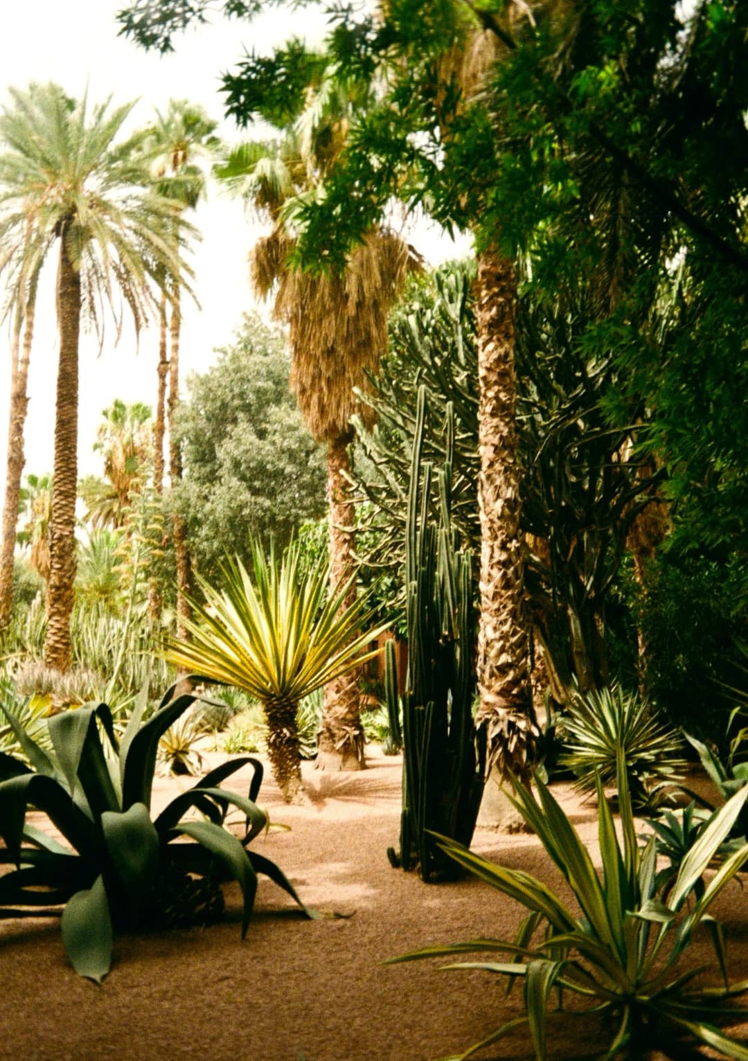 Film photograph from the 2025-08-marrakech gallery by Maxime Bodin