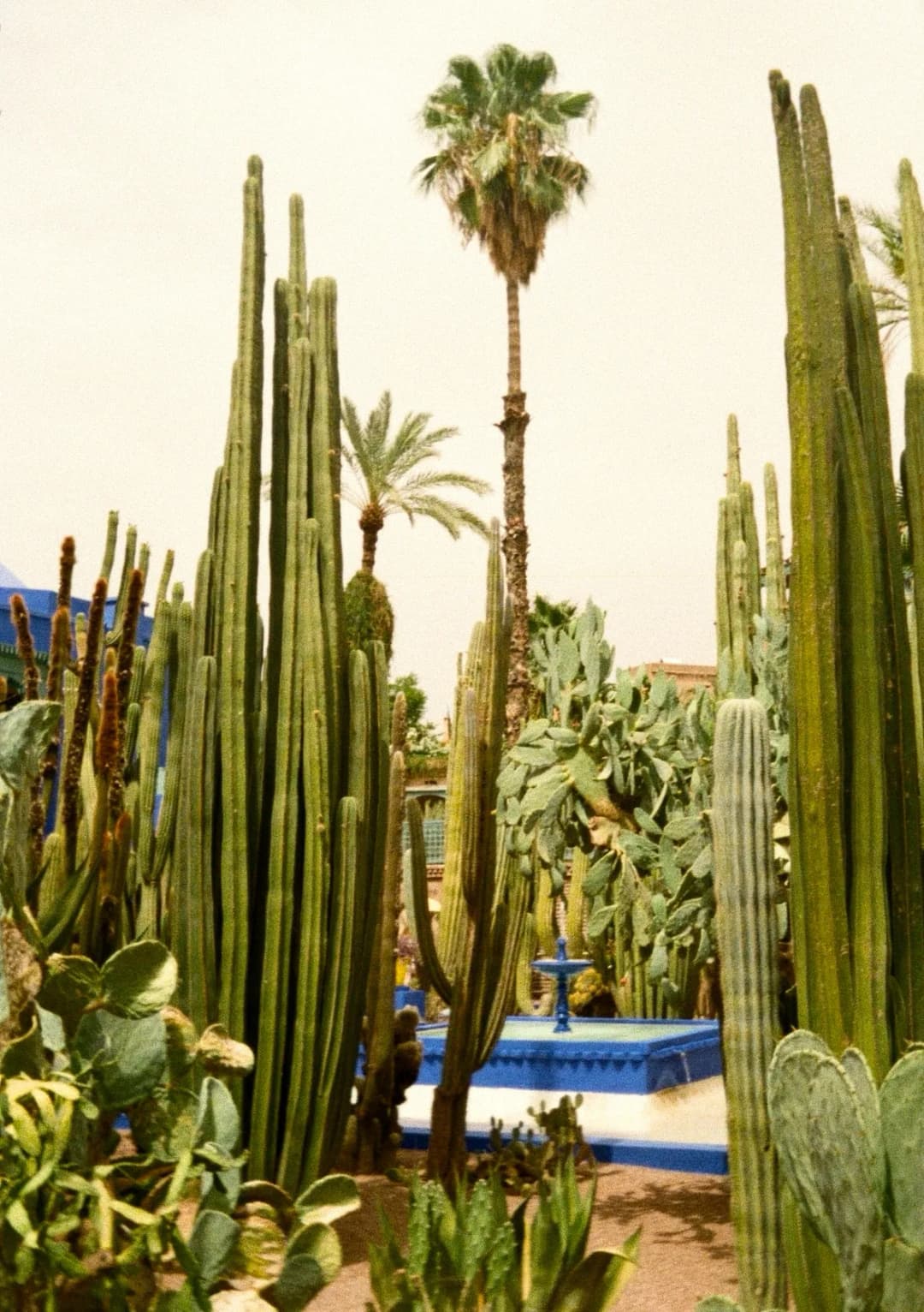 Film photograph from the 2025-08-marrakech gallery by Maxime Bodin