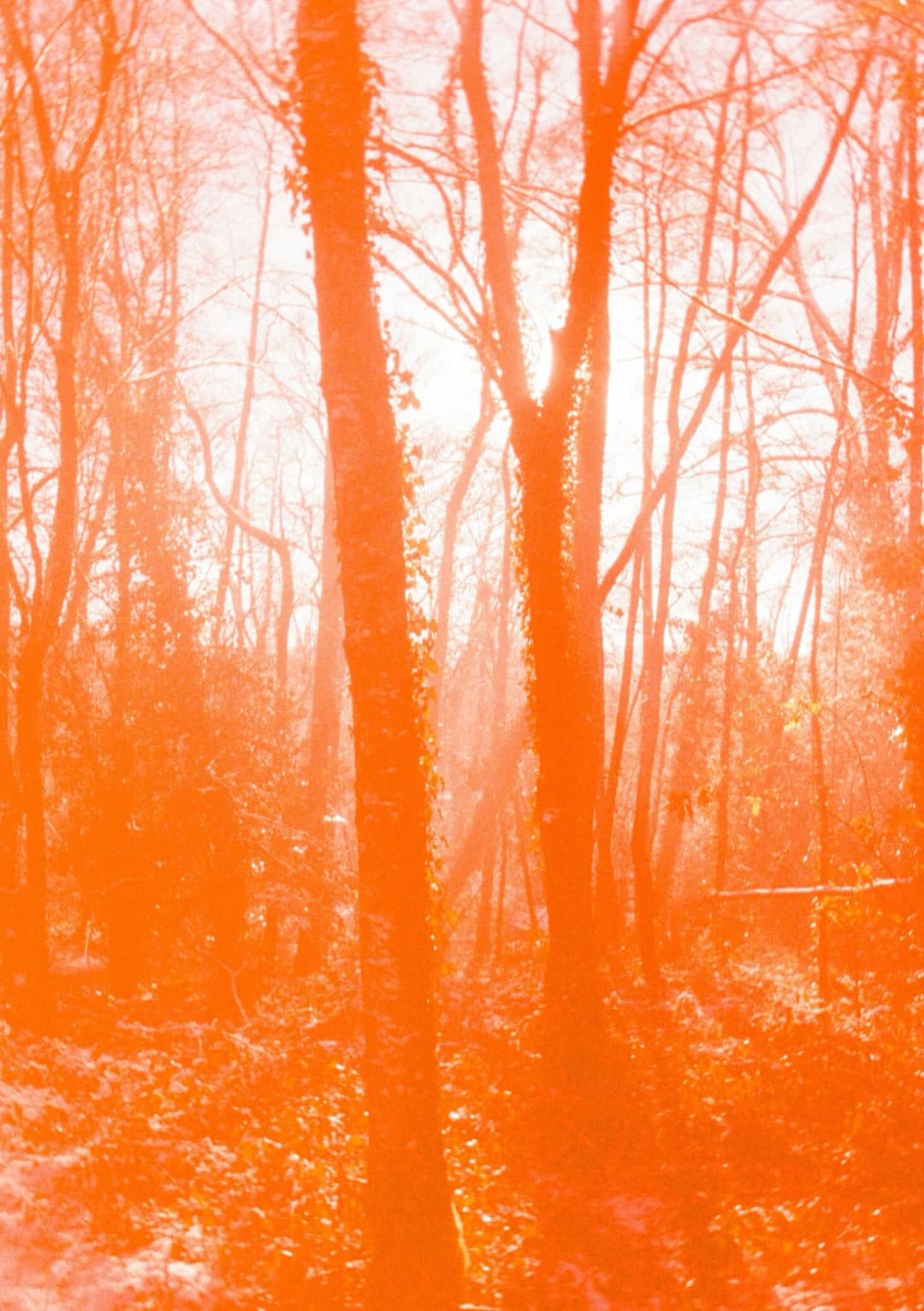 Film photograph from the 2026-01-piss-in-the-snow gallery by Maxime Bodin