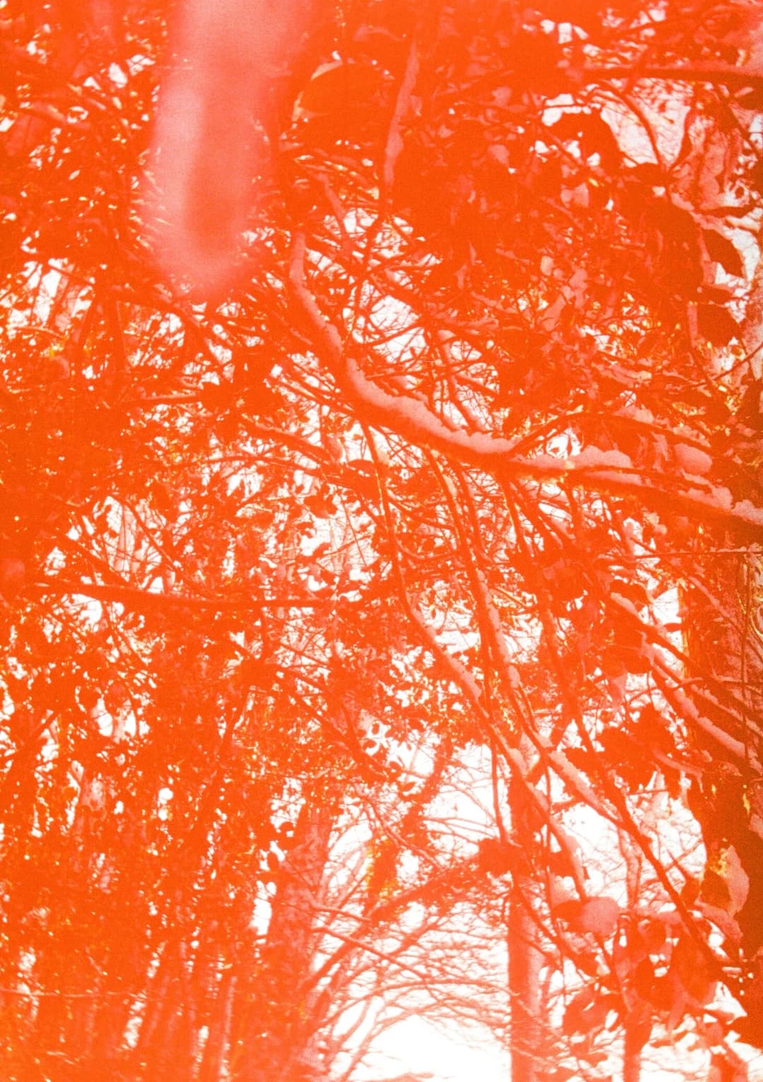 Film photograph from the 2026-01-piss-in-the-snow gallery by Maxime Bodin